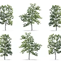 Various Green Trees Displaying Different Crown Shapes And Foliage Forms 3d model