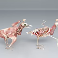 anatomy chicken bird eagle musculoskeletal skeleton visceral heart capillary 3d model