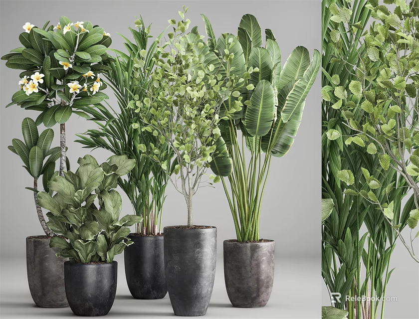 Decorative Indoor Potted Plants With Various Green Foliage And Dark Ceramic Pots 3d model 