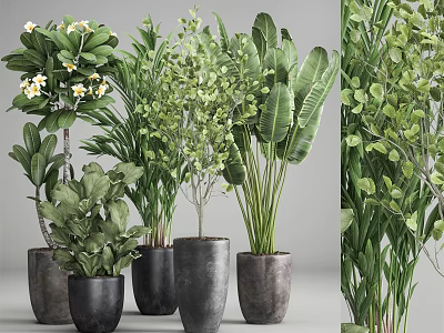 Decorative Indoor Potted Plants With Various Green Foliage And Dark Ceramic Pots 3d model