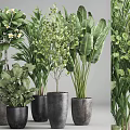 Decorative Indoor Potted Plants With Various Green Foliage And Dark Ceramic Pots