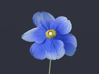 Beautiful Blue Flower with Blue Petals and Yellow Center on Dark Background 3d model