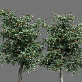 Two Lush Trees With Green Leaves And Red Orange Fruits Foliage
