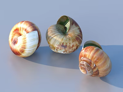 Three Escargot Shells with Brown and White Spiral Patterns on Gray Surface 3d model