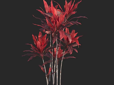 Vibrant Red Leaf Shrub With Slender Stems Against Black Background 3d model
