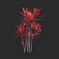 Vibrant Red Leaf Shrub With Slender Stems Against Black Background 3d model