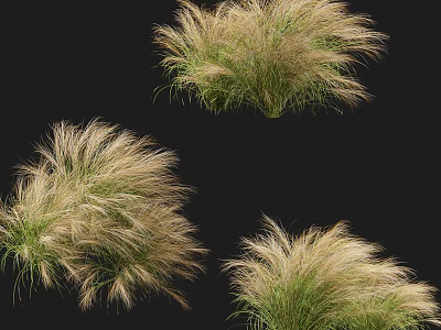Feathery Ornamental Grass Clumps With Light Brown And Green Foliage For Garden 3d model