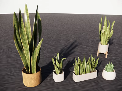 Various Indoor Potted Plants Including Tall Leafy And Small Succulents In Woven And Ceramic Pots 3d model