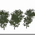 Tall Arbor Trees With Lush Green Foliage And Sturdy Trunks In Natural Arrangement