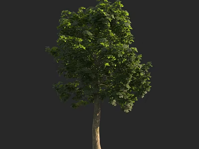 Lush Green Arbor With Dense Foliage And Sturdy Trunk In Natural Setting 3d model
