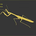 Orange yellow mantis with long legs on gray background showing clear reflection