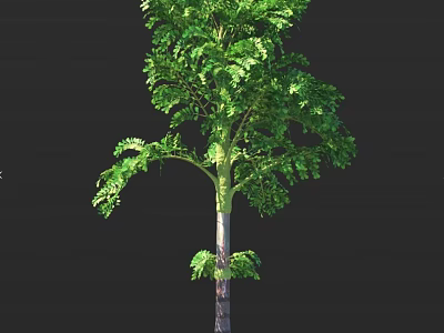Tall Deciduous Tree with Lush Green Foliage and Sturdy Brown Trunk Isolated on Dark Backdrop 3d model