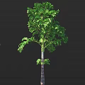 Tall Deciduous Tree with Lush Green Foliage and Sturdy Brown Trunk Isolated on Dark Backdrop