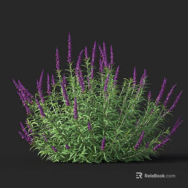 Vibrant Purple Lavender Plant With Lush Green Leaves In Dense Cluster 3d model 