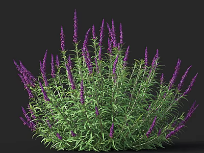 Vibrant Purple Lavender Plant With Lush Green Leaves In Dense Cluster 3d model