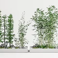Bamboo Trees Growing In Outdoor Planters With River Rocks And Greenery
