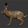 Detailed Brown Hare With Large Ears Standing On Dark Background