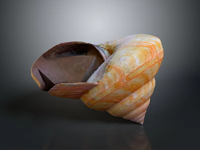 Open Vibrant Orange Yellow Striped Conch Shell Brown Interior Reflective Surface 3d model