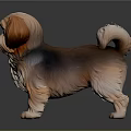 Fluffy Brown And White Shih Tzu Puppy Standing On Shiny Dark Floor