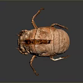 Realistic Brown Beetle With Detailed Exoskeleton In Crawling Position On Gray Gradient Background 3d model