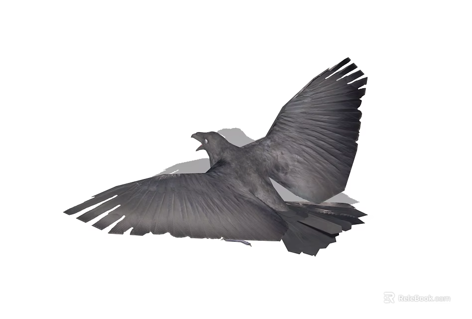 Black Raven Gracefully Spreading Large Wings Flying Against White Background 3d model