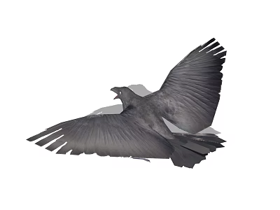 Black Raven Gracefully Spreading Large Wings Flying Against White Background 3d model
