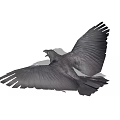Black Raven Gracefully Spreading Large Wings Flying Against White Background 3d model