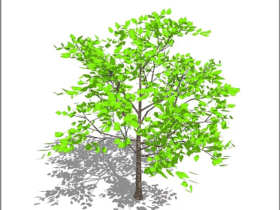 Lush Green Arbor With Thick Trunk Dense Foliage And Natural Shadow 3d model