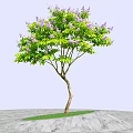 Arbor With Slender Trunk Purple Flowers And Green Leaves On Grass And Stone Pavement
