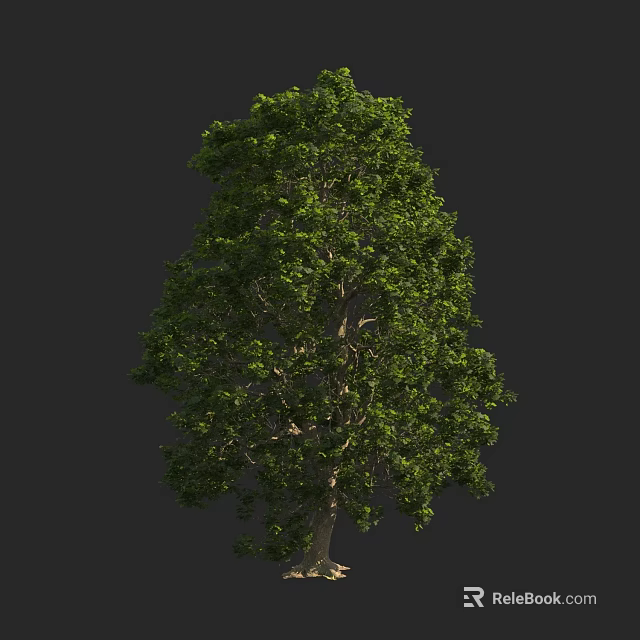 Tall Tree With Lush Green Foliage And Full Canopy For Landscaping 3d model 