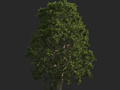 Tall Tree With Lush Green Foliage And Full Canopy For Landscaping 3d model