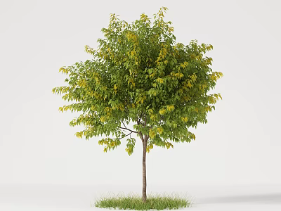 Lush Green Tree With Dense Foliage And Strong Trunk In Grass Area 3d model