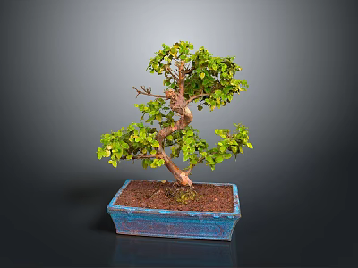 Green Leaf Bonsai Plant with Curved Trunk in Blue Square Ceramic Pot on Dark Background 3d model