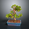 Green Leaf Bonsai Plant with Curved Trunk in Blue Square Ceramic Pot on Dark Background