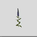 Three Blooming Blue Flowers with Green Stems and Leaves Standing Upright