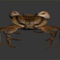 Brown Crab Front View With Detailed Shell And Legs On Reflective Background 3d model