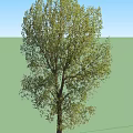 Tall Arbor With Lush Green Foliage Strong Trunk And Spreading Branches