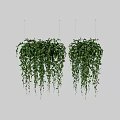 Lush Green Trailing Hanging Plant Decorative Arrangement With Dense Foliage For Indoor Decor