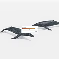 humpback whale 3d model