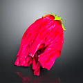 Vibrant Red Flower With Wrinkled Petals Green Calyx And Yellow Parts On Dark Background