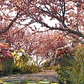 Blooming Cherry Tree With Pink Blossoms Interlacing Branches Garden Pathway Stones And Greenery