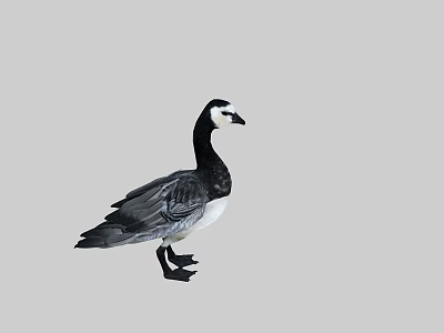 Flying animal black and white goose standing with gray background and detailed feathers 3d model