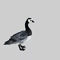 Flying animal black and white goose standing with gray background and detailed feathers