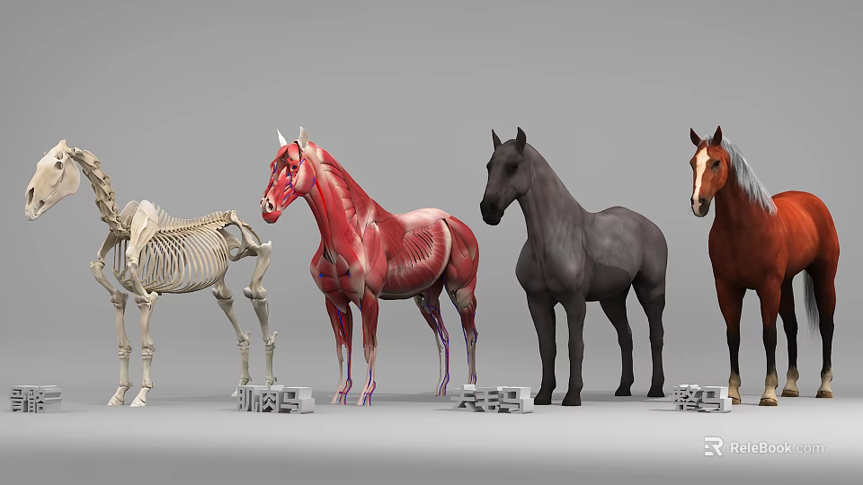 Reptile Anatomy Models Displaying Skeletal Muscular Structures And Color Variations 3d model 