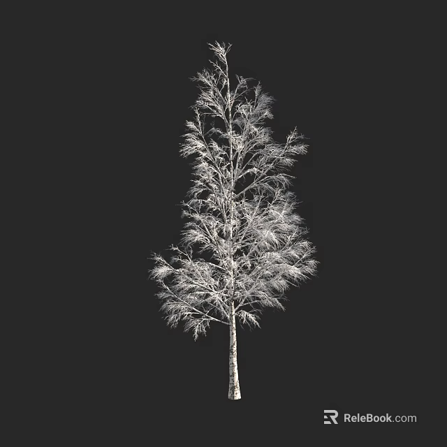 Birch Tree With White Bark And Slender Branches Against Black Background 3d model