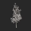 Birch Tree With White Bark And Slender Branches Against Black Background 3d model