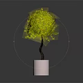 Spherical Green Leafy Plant in White Cylindrical Pot on Dark Background