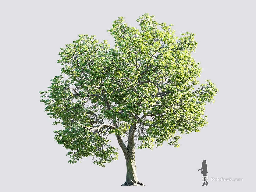 Tall Green Tree With Lush Foliage Standing Beside A Person Demonstrating Height 3d model 
