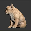 Cute Light Brown French Bulldog Puppy Sitting Calmly On Reflective Smooth Gray Surface