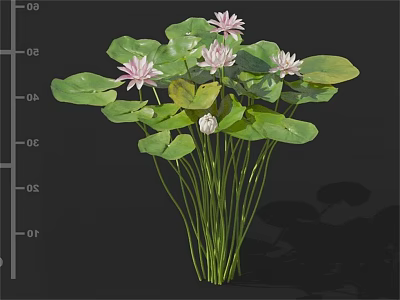 Pink Lotus Flowers With Green Lily Pads And Tall Stems Water Plant 3d model